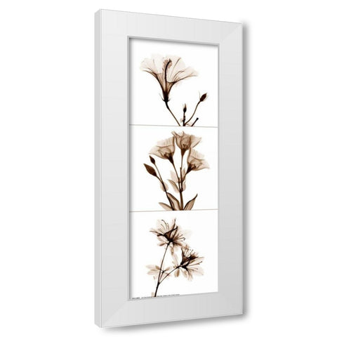 Sepia Floral Tryp Tych I White Modern Wood Framed Art Print by Koetsier, Albert