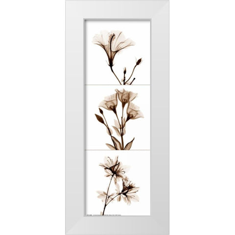 Sepia Floral Tryp Tych I White Modern Wood Framed Art Print by Koetsier, Albert