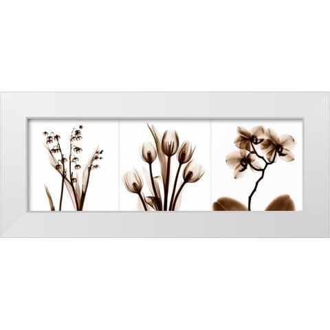 Sepia Floral Tryp Tych II White Modern Wood Framed Art Print by Koetsier, Albert