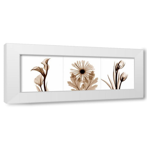 Sepia Floral Tryp Tych III White Modern Wood Framed Art Print by Koetsier, Albert