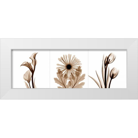 Sepia Floral Tryp Tych III White Modern Wood Framed Art Print by Koetsier, Albert