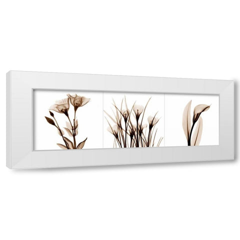 Sepia Floral Tryp Tych IV White Modern Wood Framed Art Print by Koetsier, Albert