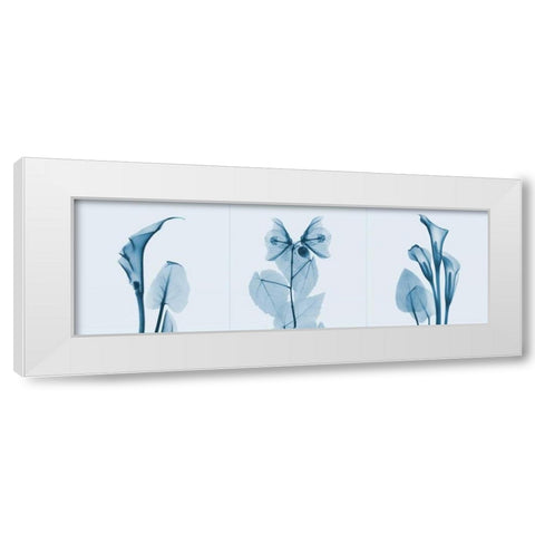 Lilies Triple in Blue White Modern Wood Framed Art Print by Koetsier, Albert