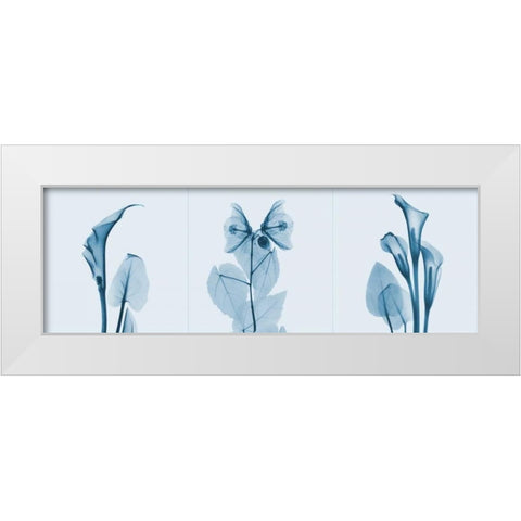 Lilies Triple in Blue White Modern Wood Framed Art Print by Koetsier, Albert
