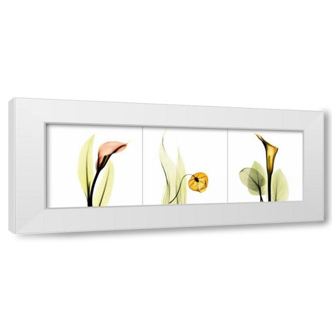 Sandersonia Triple White Modern Wood Framed Art Print by Koetsier, Albert