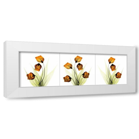 Sandersonia Triple in Gold White Modern Wood Framed Art Print by Koetsier, Albert