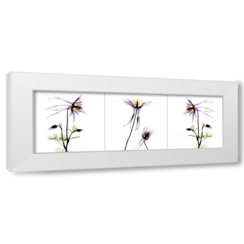 Columbine Triple White Modern Wood Framed Art Print by Koetsier, Albert