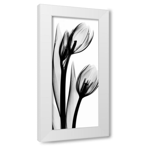 Tulip in BandW2 White Modern Wood Framed Art Print by Koetsier, Albert