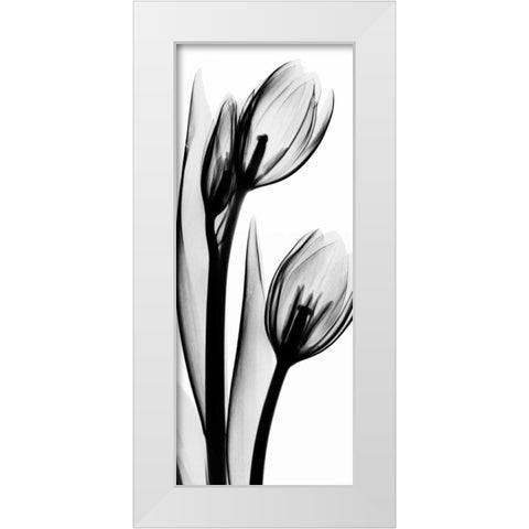 Tulip in BandW2 White Modern Wood Framed Art Print by Koetsier, Albert