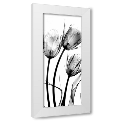 Tulips White Modern Wood Framed Art Print by Koetsier, Albert