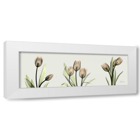 Spring  Tulip Triple White Modern Wood Framed Art Print by Koetsier, Albert