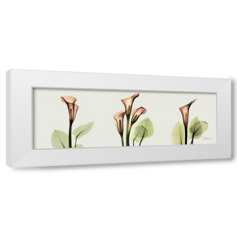 Spring Calla Lily Triple White Modern Wood Framed Art Print by Koetsier, Albert