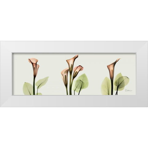 Spring Calla Lily Triple White Modern Wood Framed Art Print by Koetsier, Albert