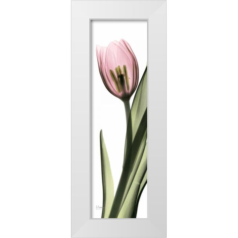 Tulip in Color 2 White Modern Wood Framed Art Print by Koetsier, Albert