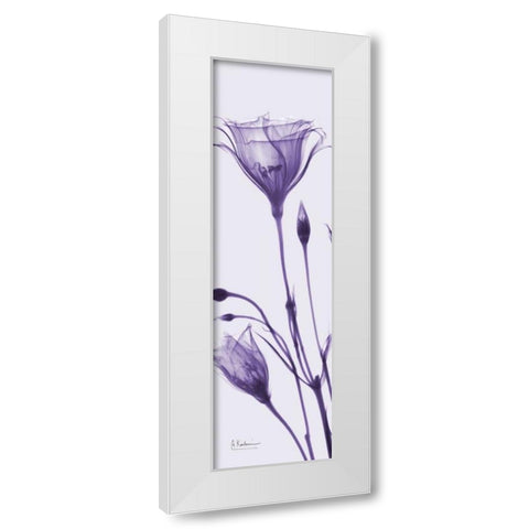 Gentian in Purple White Modern Wood Framed Art Print by Koetsier, Albert