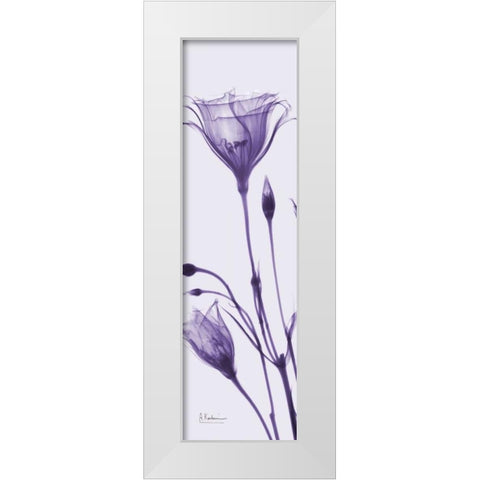 Gentian in Purple White Modern Wood Framed Art Print by Koetsier, Albert