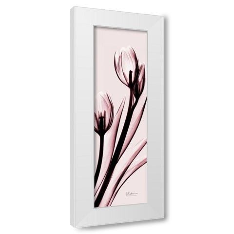 Tulip on Pink White Modern Wood Framed Art Print by Koetsier, Albert