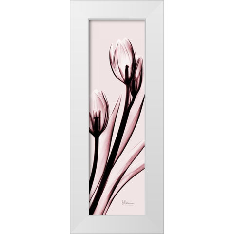 Tulip on Pink White Modern Wood Framed Art Print by Koetsier, Albert