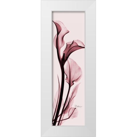 Calla Lily on Pink White Modern Wood Framed Art Print by Koetsier, Albert