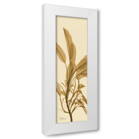 Sage Brown on Beige White Modern Wood Framed Art Print by Koetsier, Albert