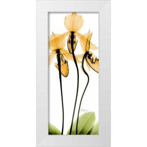 Orchid in Color White Modern Wood Framed Art Print by Koetsier, Albert