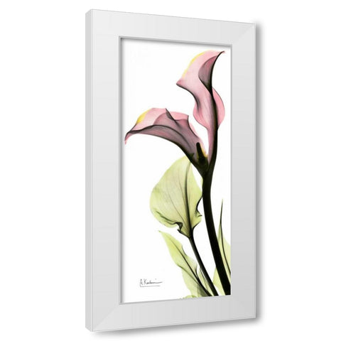 Calla Lily in Color White Modern Wood Framed Art Print by Koetsier, Albert