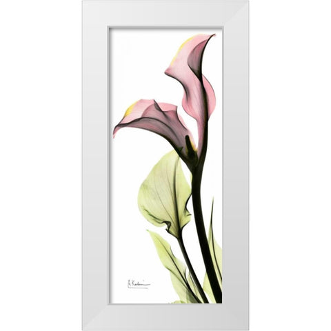 Calla Lily in Color White Modern Wood Framed Art Print by Koetsier, Albert