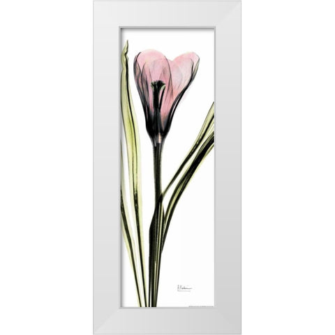 Crocus in Color White Modern Wood Framed Art Print by Koetsier, Albert