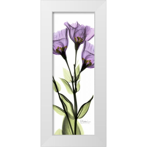 Gentian in Color White Modern Wood Framed Art Print by Koetsier, Albert