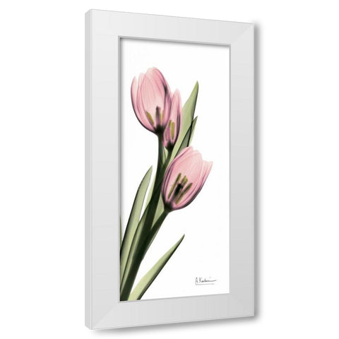 Tulips in Pink White Modern Wood Framed Art Print by Koetsier, Albert