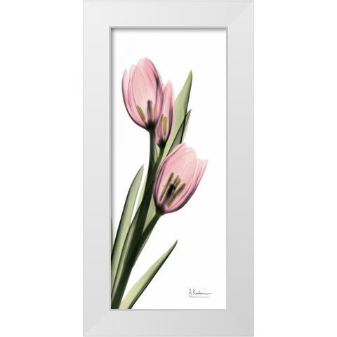 Tulips in Pink White Modern Wood Framed Art Print by Koetsier, Albert