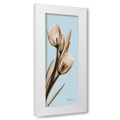 Tulip White Modern Wood Framed Art Print by Koetsier, Albert