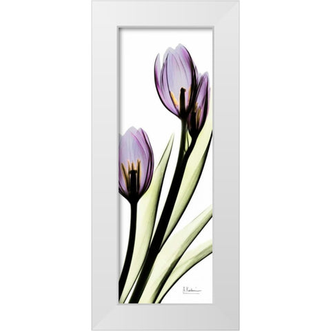 Tulip in Purple White Modern Wood Framed Art Print by Koetsier, Albert