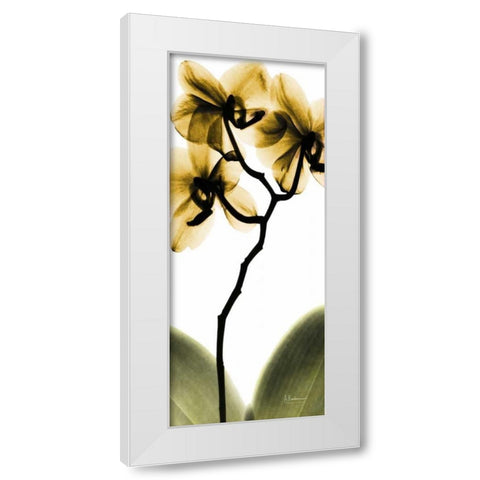 Orchid in Gold White Modern Wood Framed Art Print by Koetsier, Albert