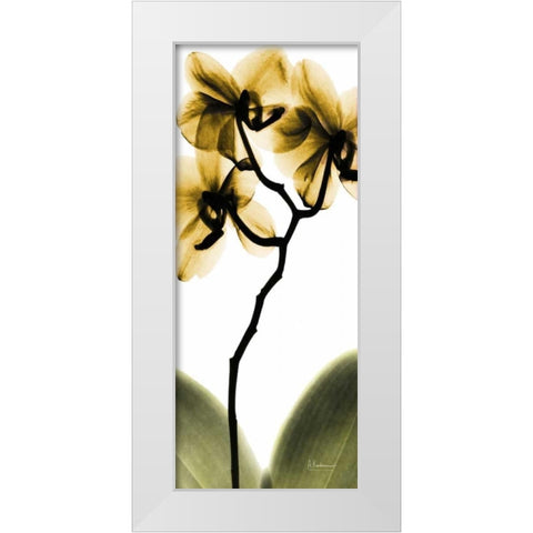 Orchid in Gold White Modern Wood Framed Art Print by Koetsier, Albert