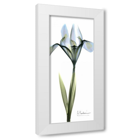 Iris in Blue White Modern Wood Framed Art Print by Koetsier, Albert