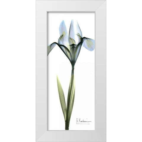 Iris in Blue White Modern Wood Framed Art Print by Koetsier, Albert