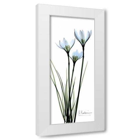 White Lilies in Blue White Modern Wood Framed Art Print by Koetsier, Albert