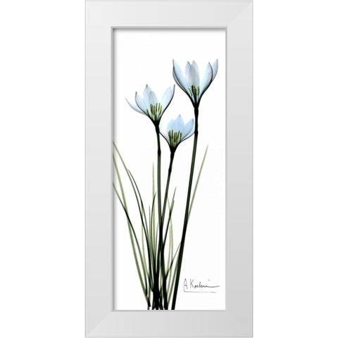 White Lilies in Blue White Modern Wood Framed Art Print by Koetsier, Albert