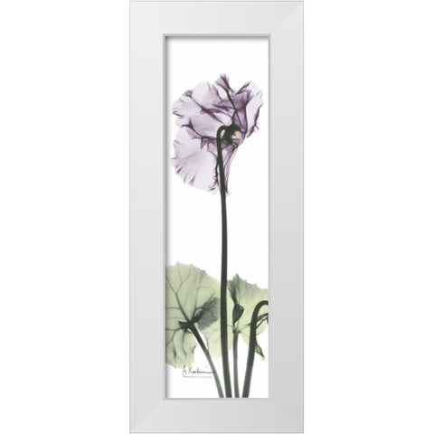 Cyclamen in Purple White Modern Wood Framed Art Print by Koetsier, Albert