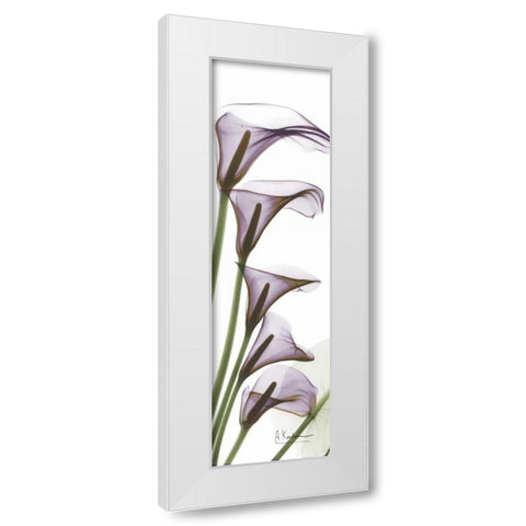 Calla Lilies in Purple White Modern Wood Framed Art Print by Koetsier, Albert