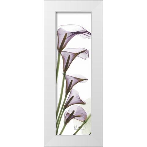 Calla Lilies in Purple White Modern Wood Framed Art Print by Koetsier, Albert