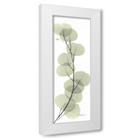 Eucalyptus in Green White Modern Wood Framed Art Print by Koetsier, Albert