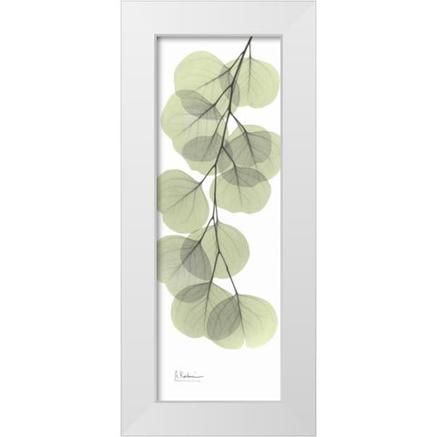 Eucalyptus in Green 3 White Modern Wood Framed Art Print by Koetsier, Albert