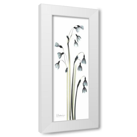 Snow Drop Galanthus White Modern Wood Framed Art Print by Koetsier, Albert