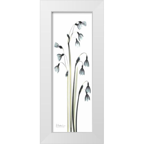 Snow Drop Galanthus White Modern Wood Framed Art Print by Koetsier, Albert