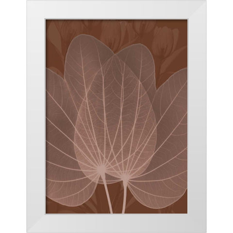 Orchid Tree Fan White Modern Wood Framed Art Print by Koetsier, Albert