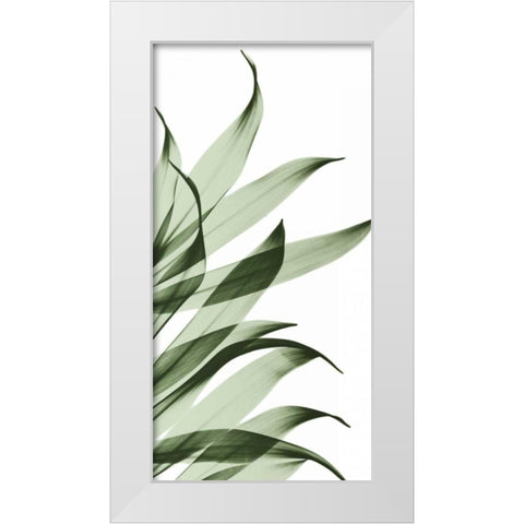 Song of India I295 White Modern Wood Framed Art Print by Koetsier, Albert