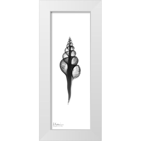 Fusinus Colus White Modern Wood Framed Art Print by Koetsier, Albert