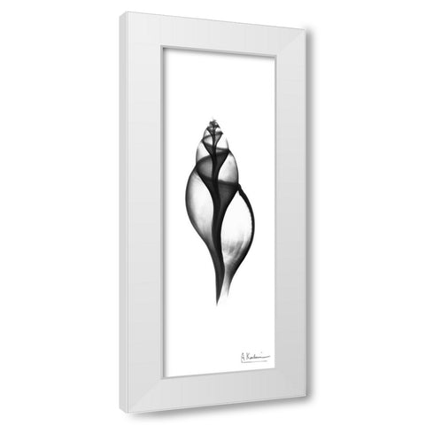 Tulip Shell White Modern Wood Framed Art Print by Koetsier, Albert